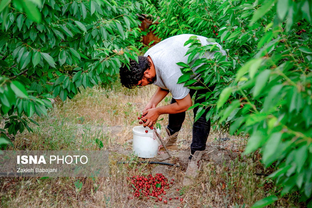 عکس/ برداشت گیلاس در روستای بندبن