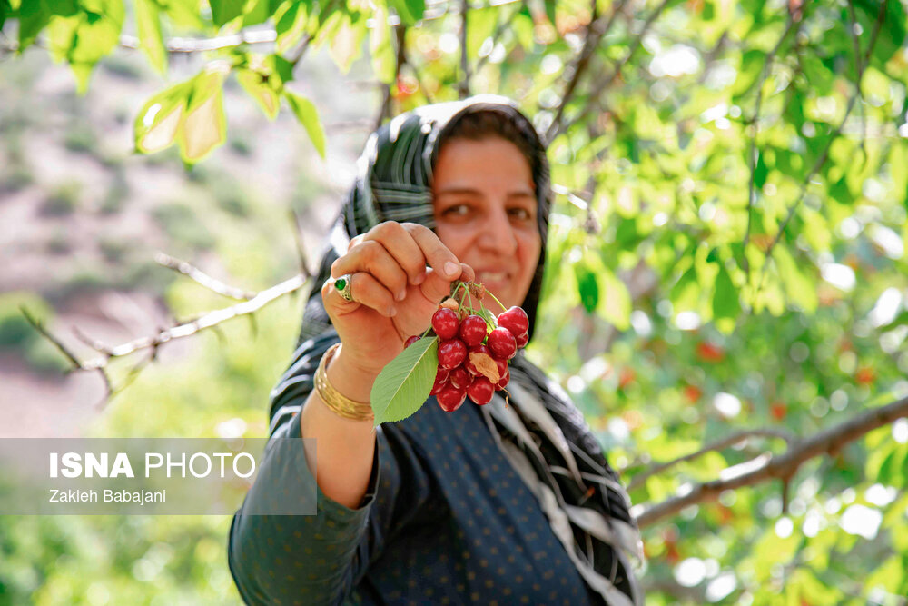عکس/ برداشت گیلاس در روستای بندبن