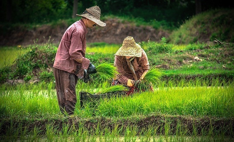 کشت برنج در حوزه سد کرخه ممنوع است