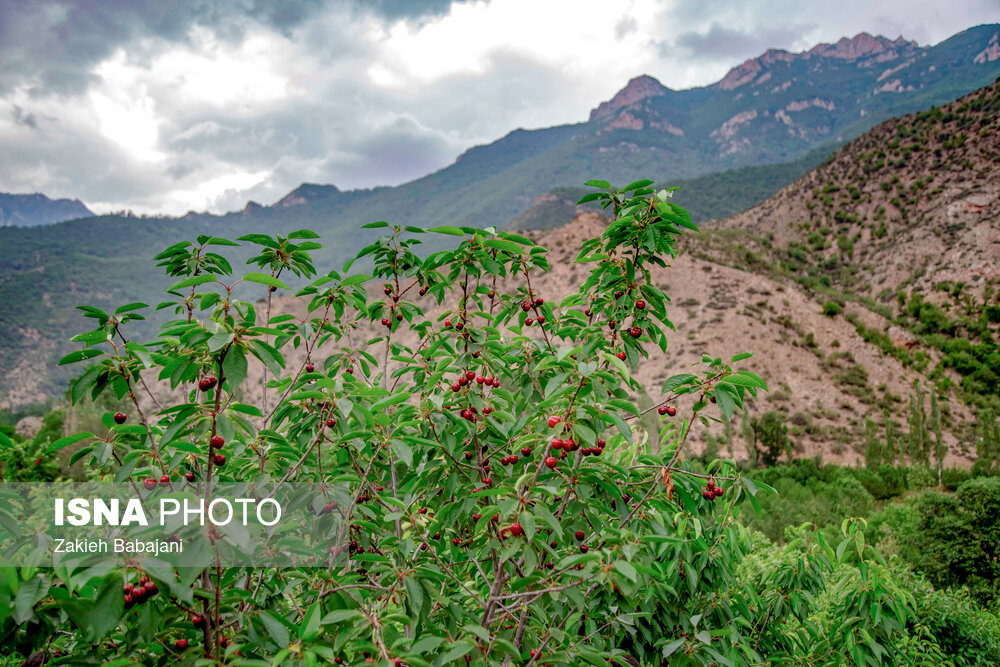 عکس/ برداشت گیلاس در روستای بندبن