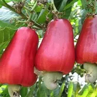 تا حالا درخت بادام هندی را دیده بودید؟