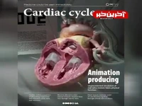 انیمیشن جالبی از چرخه چشمگیر ماهیچه قلب!