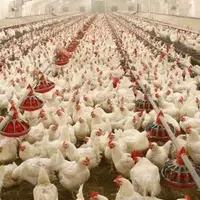 کشف 7.5 تن  مرغ احتکارشده در زاهدان