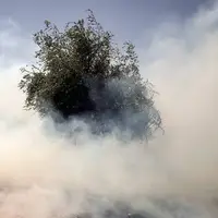عامل آتش‌سوزی ۶۰ هکتار از اراضی کشاورزی کازرون دستگیر شد