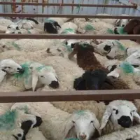 توقیف دو خودروی حامل 160رأس گوسفند در بیرجند