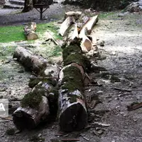 دستگیری ۲ متخلف قطع درختان جنگلی در اردبیل