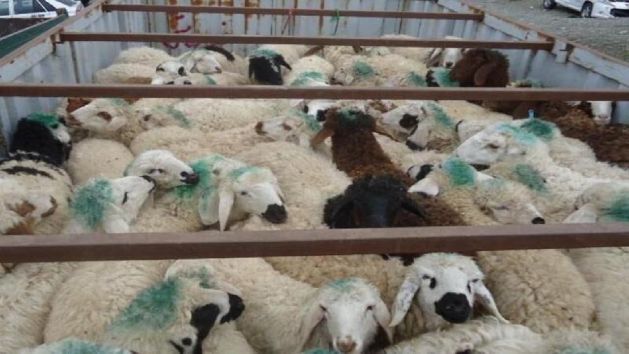 توقیف 2 خودروی حامل 160 رأس گوسفند در بیرجند