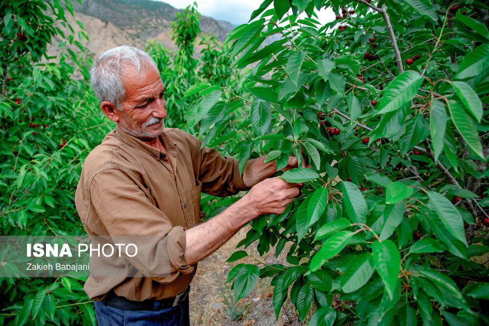 عکس/ برداشت گیلاس در روستای بندبن