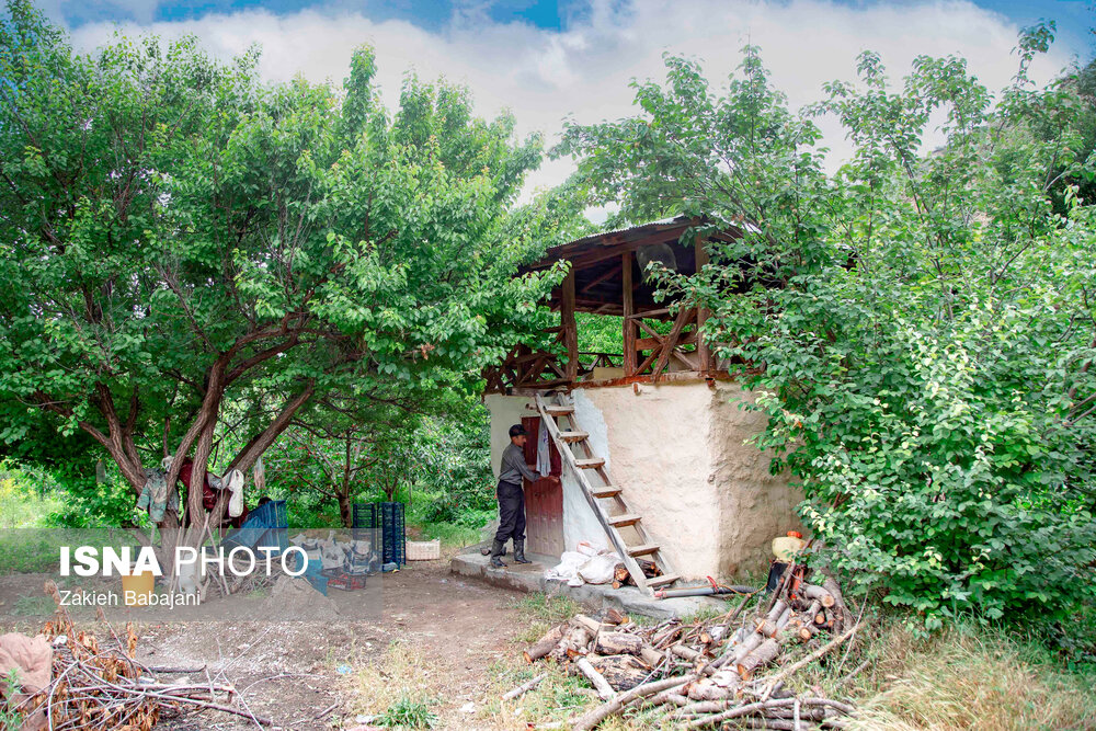 عکس/ برداشت گیلاس در روستای بندبن