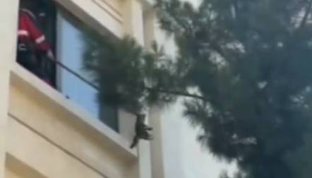 ویدئو/ حرکت متفاوت آتش‌نشانان برای نجات یک گربه در مشهد