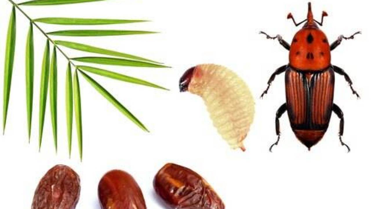 اختصاص اعتبار ویژه برای مبارزه با آفات در استان کرمان