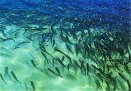 رهاسازی ۳۰۰ هزار قطعه بچهماهی گرم آبی در خراسان جنوبی