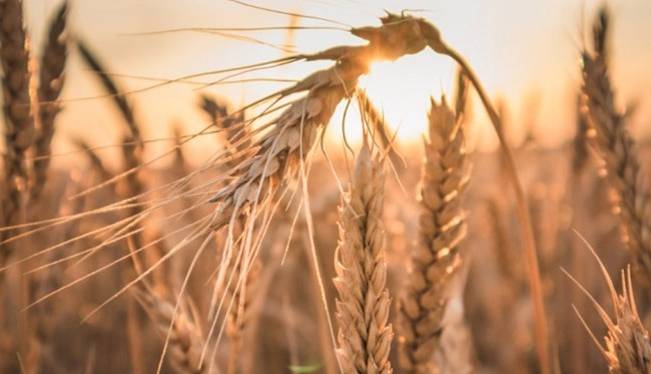آغاز خرید تضمینی گندم در شمال استان اردبیل
