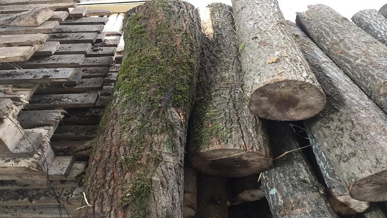 کشف ۴ تن چوب جنگلی قاچاق در فومن