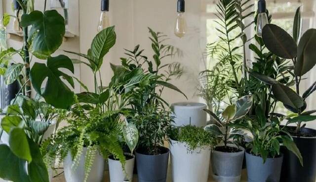 گیاهانی که هوای خانه را در عرض 8 ساعت تمیز می‌کنند