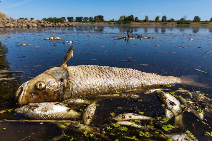 تصاویری تکان‌دهنده از مرگ هزاران ماهی پس از انفجار