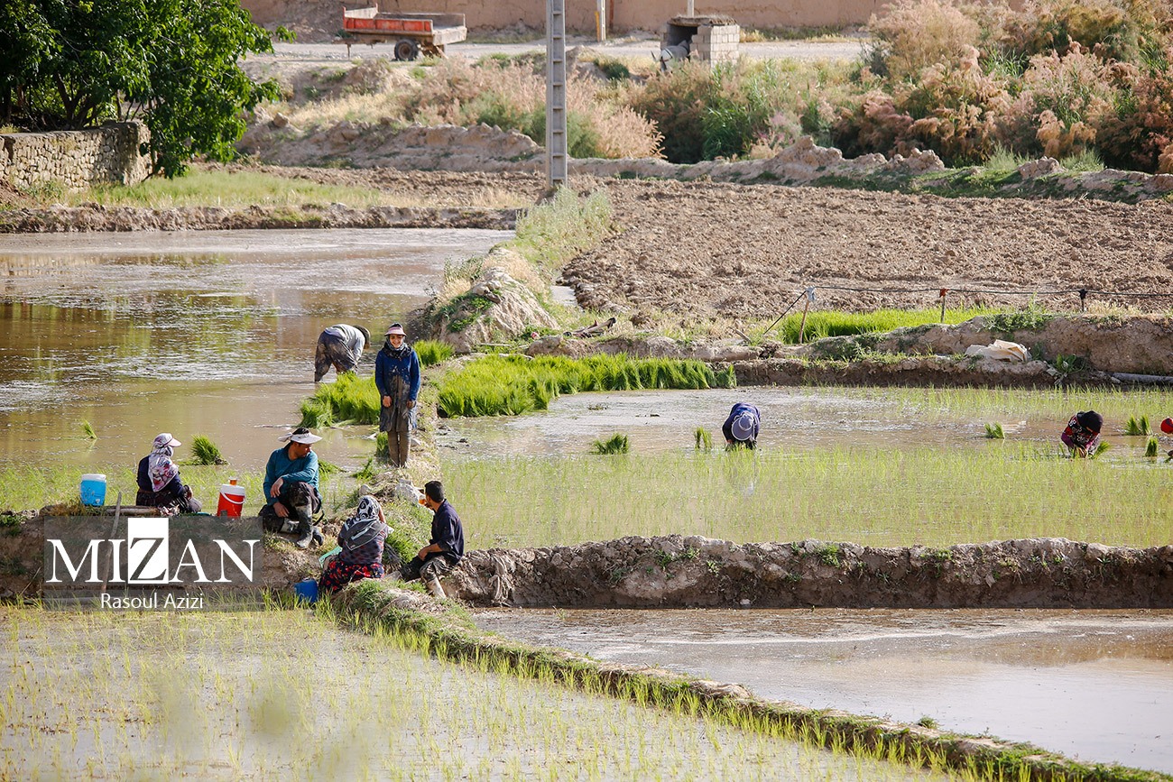عکس/ آغاز نشاء برنج در کلات