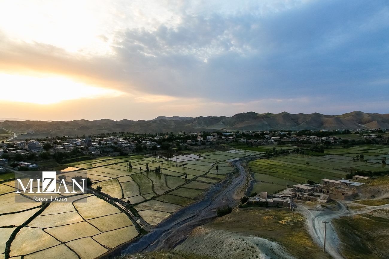 عکس/ آغاز نشاء برنج در کلات