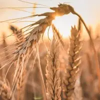 آغاز خرید تضمینی گندم در شمال استان اردبیل