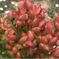 برداشت پسته از ۱۳۰ هکتار باغ شهرستان نهاوند