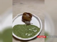ویدئویی بامزه از غذا خوردن حلزون 
