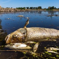 تصاویری تکان‌دهنده از مرگ هزاران ماهی پس از انفجار سد کوخافکا
