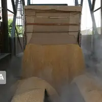 3400 تن گندم از کشاورزان استان مرکزی خریداری شد