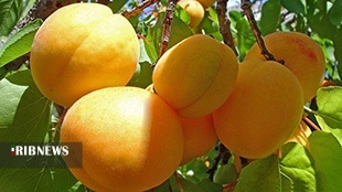 پیشبینی برداشت ۳۶ هزار تن زردآلو از باغات لرستان