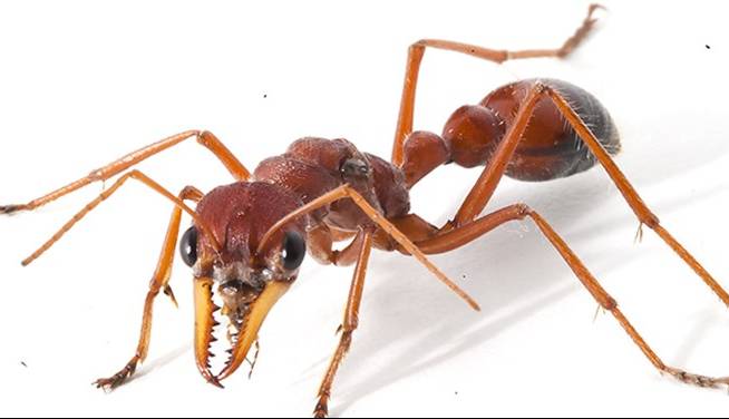 کشف زهر فلج‌کننده عصبی در مورچه