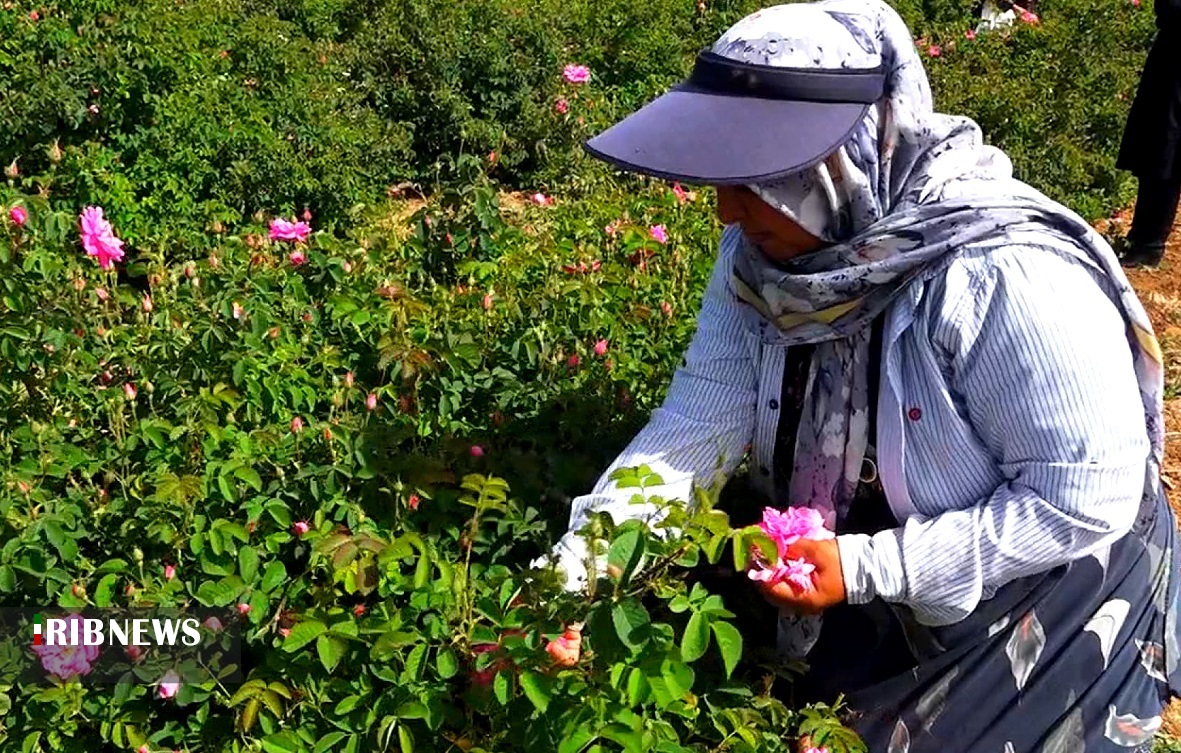 آغاز برداشت گل محمدی در کردستان