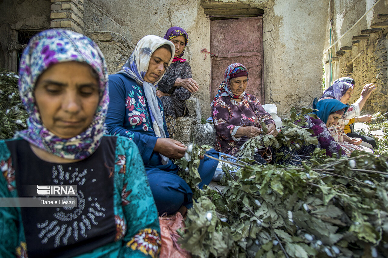 عکس/ نوغان داری در مینودشت
