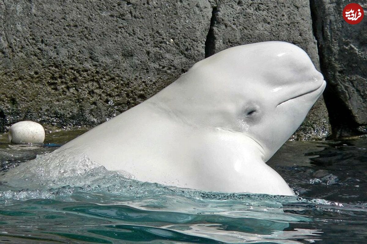 توپ بازی بامزه و عجیب یک نهنگ سفید با چند طبیعت گرد در دریا!