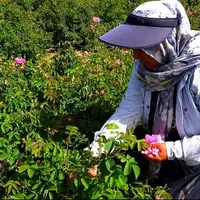 آغاز برداشت گل محمدی در کردستان