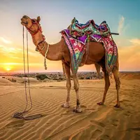 داستانک/ شتر وفادار... 