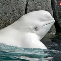 توپ بازی بامزه و عجیب یک نهنگ سفید با چند طبیعت گرد در دریا!