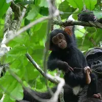 شامپانزه ها دقیقا مانند کودکان ارتباط برقرار می کنند