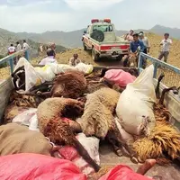 ۱۰۰ رأس گوسفند در اثر سقوط از ارتفاعات کلات تلف شدند