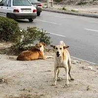 واکسیناسیون ۸۰۰ قلاده سگ در برابر بیماری هاری