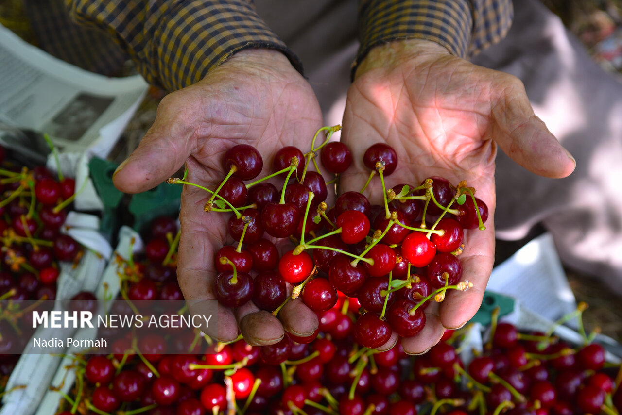 عکس/ برداشت آلبالو از باغات ساوجبلاغ