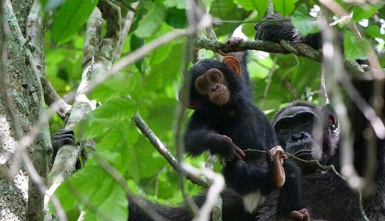 شامپانزه ها دقیقا مانند کودکان ارتباط برقرار می کنند