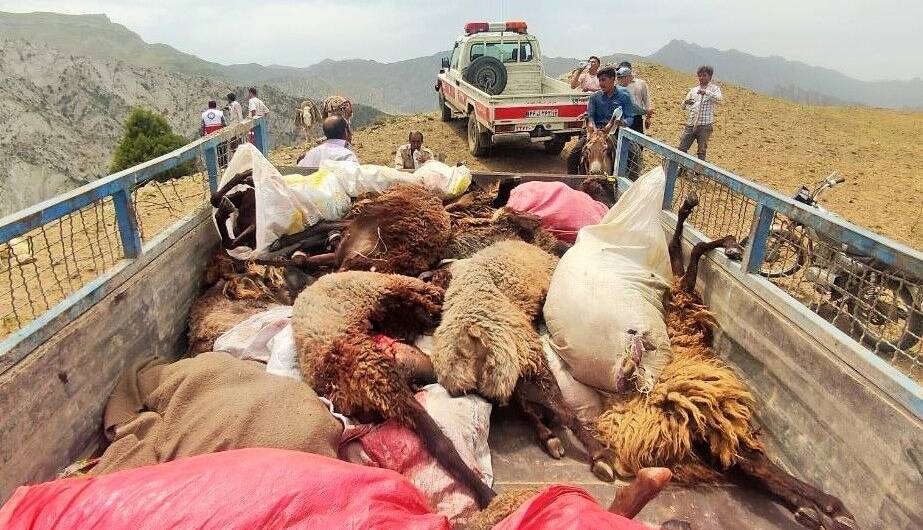 ۱۰۰ رأس گوسفند بر اثر سقوط از ارتفاعات کلات تلف شدند