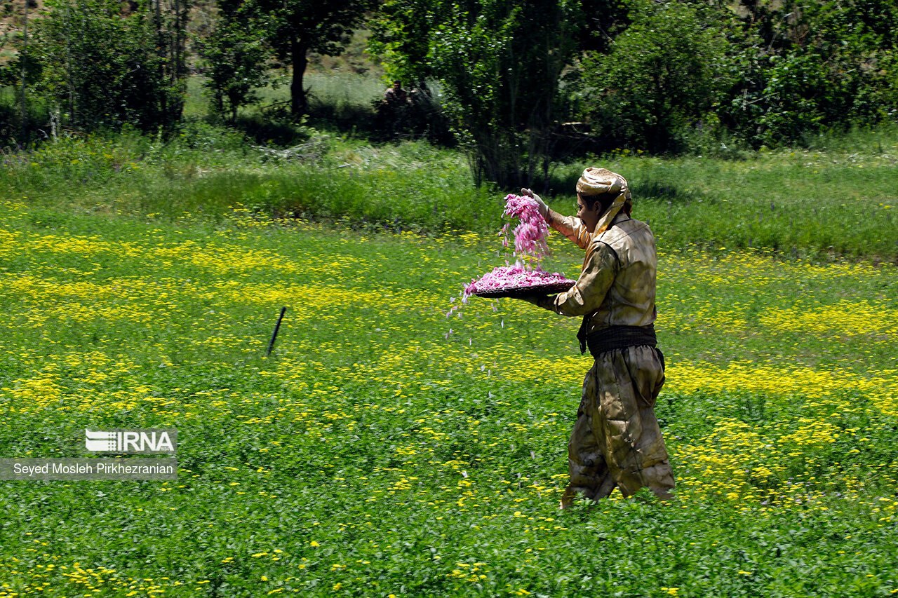 تصاویری زیبا از گلاب گیری در روستای "هه‌مروله"