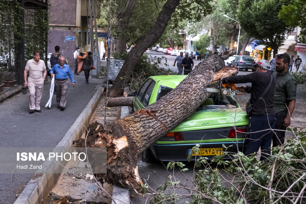 عکس/ شکستن درخت ها بر اثر وزش باد شدید در تهران