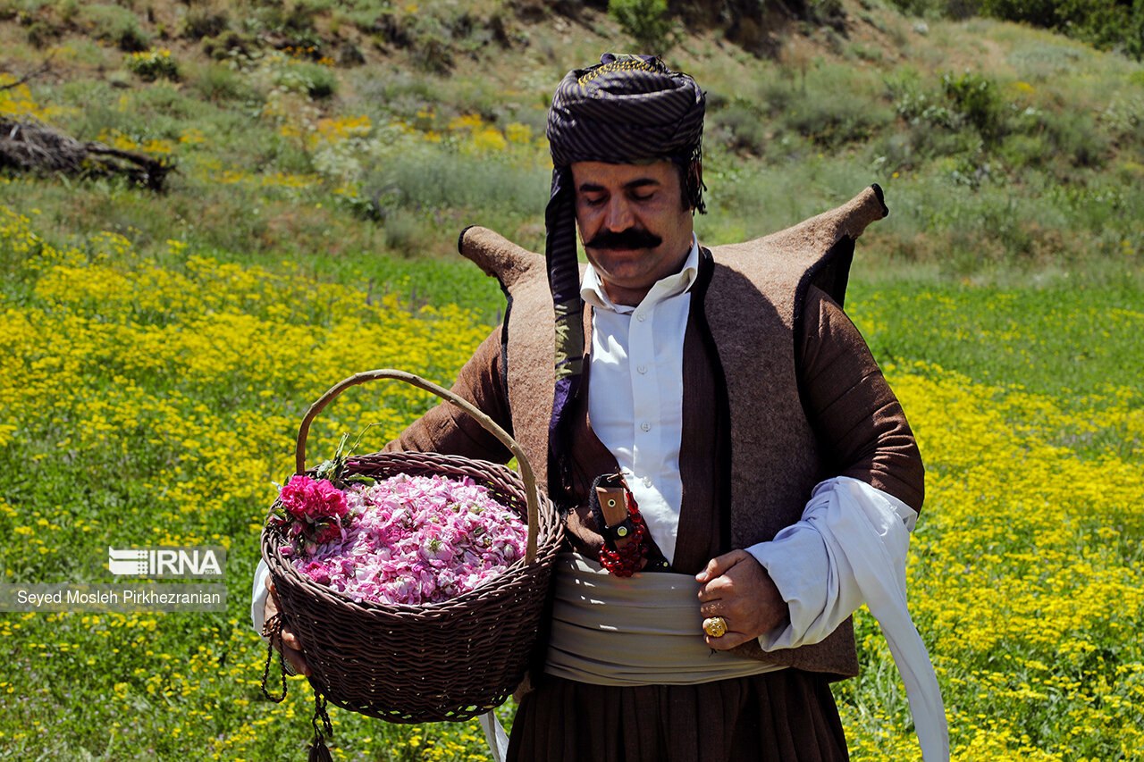 تصاویری زیبا از گلاب گیری در روستای "هه‌مروله"