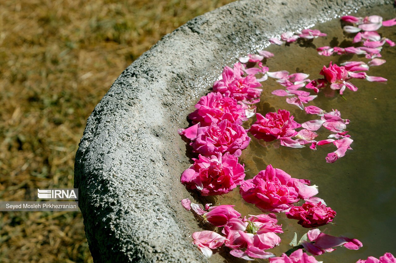 تصاویری زیبا از گلاب گیری در روستای "هه‌مروله"
