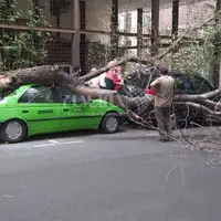 سقوط درخت بر اثر طوفان در تهران