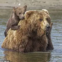شیطنت بچه خرس مادرش را به دردسر انداخت