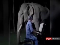 لحظه ناب از گریه فیل کور بعد از شنیدن موسیقی