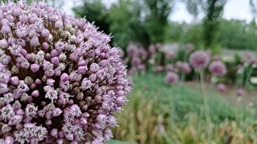 روز‌های گرم و مرطوب در انتظار گیلانی‌ها