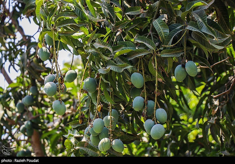 تصاویری جالب از برداشت انبه کال در "میناب"